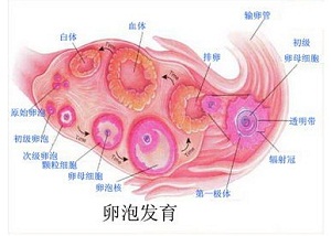 卵泡发育不良
